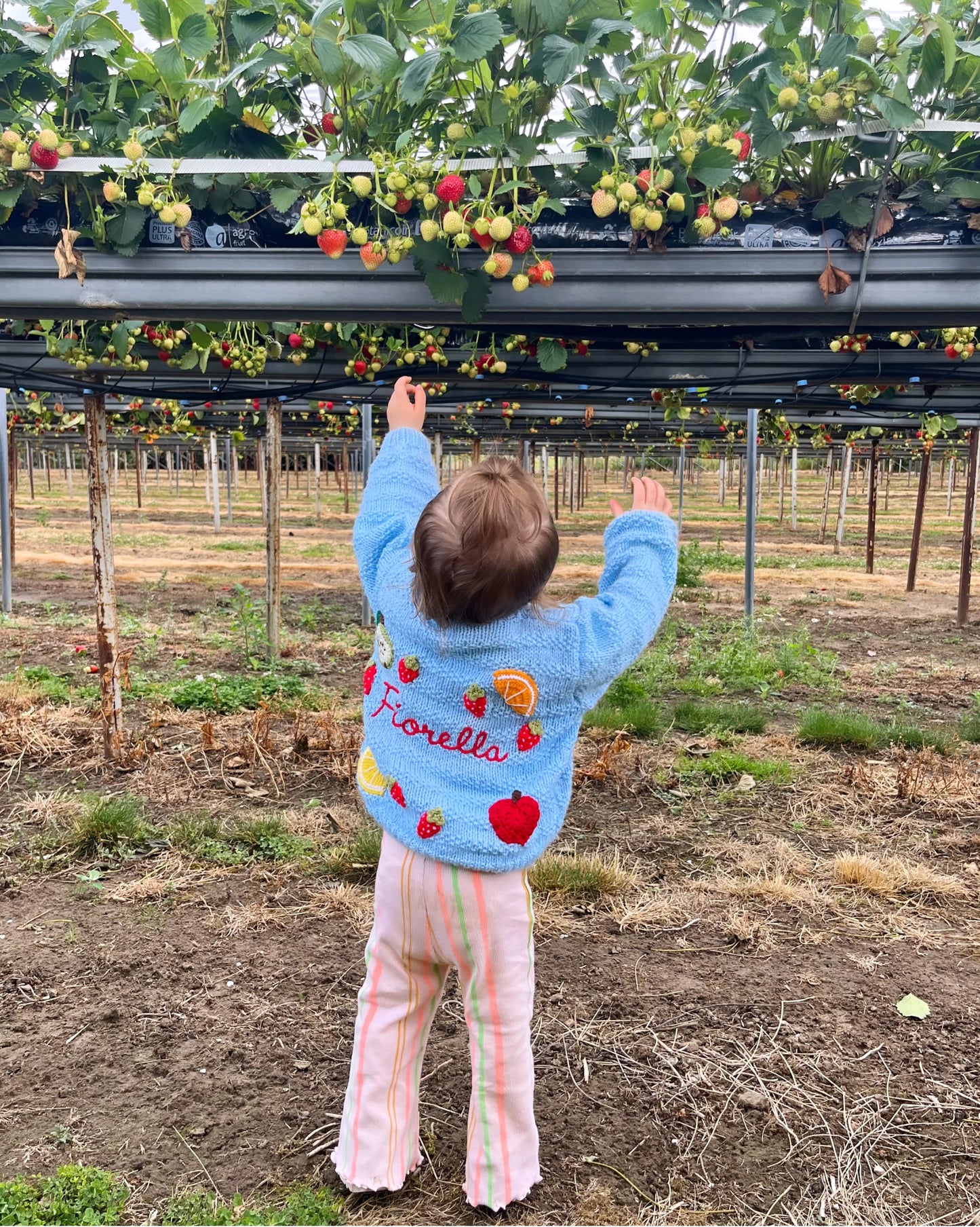 Toddler reaching for strawberries in a field wearing Little Flower Knits blue fruit pattern cardigan for toddlers